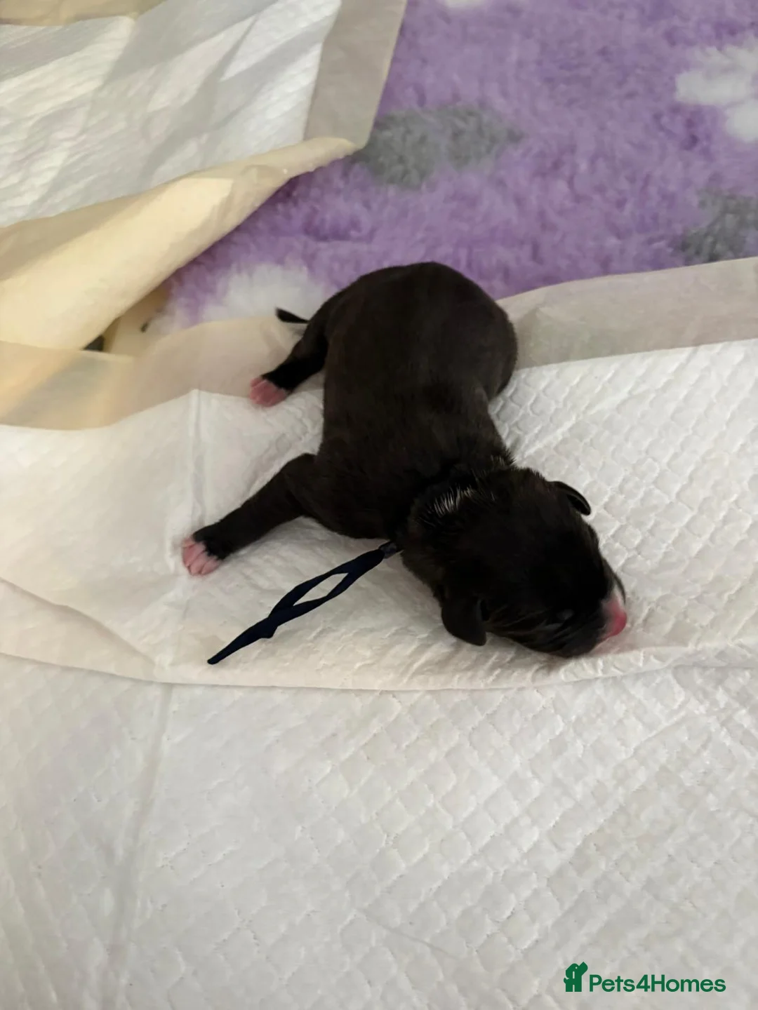 Staffordshire Bull Terrier dogs for sale: Gorgeous staff pups  in London - Advert 12