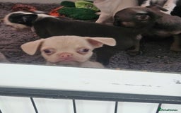 Pug dogs for sale: Stunning quality frug puppies - Image 11
