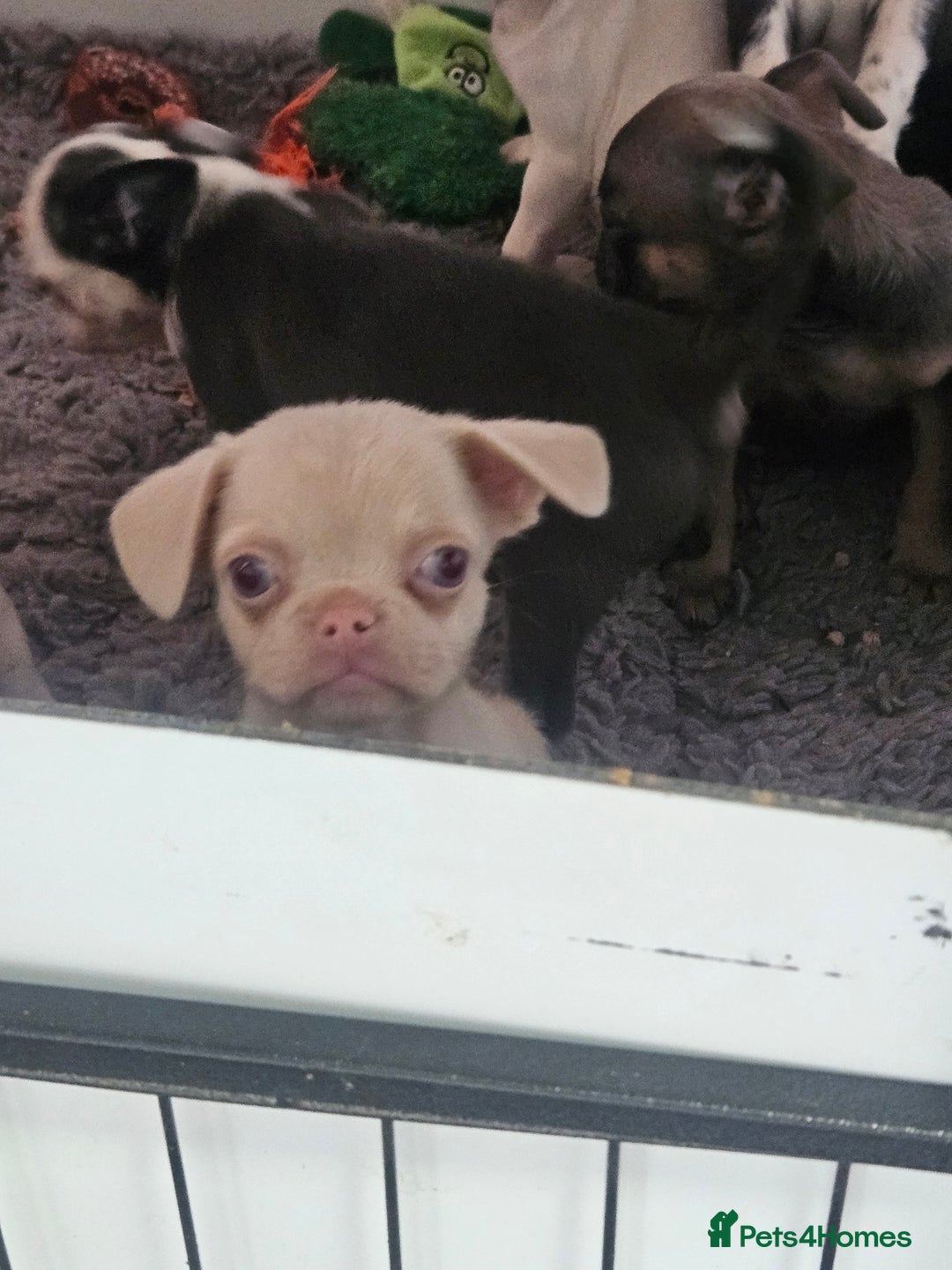 Pug dogs for sale: Stunning quality frug puppies - Image 11