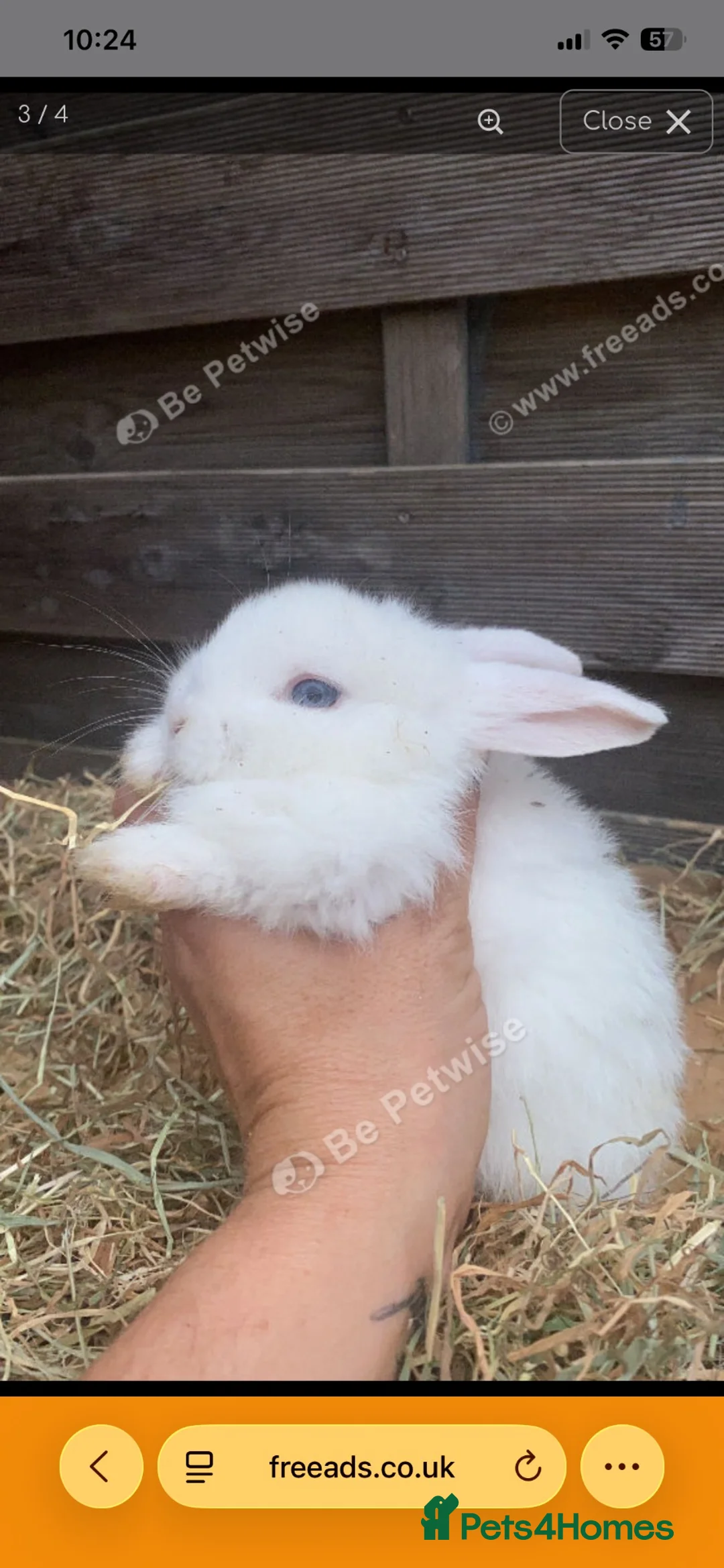 Mixed Breed rabbits for sale: Beautiful male baby rabbits for sale  in Liverpool - Advert 3