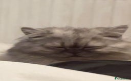 Persian cats for sale: chinchilla Persian male cat for sale - Image 4