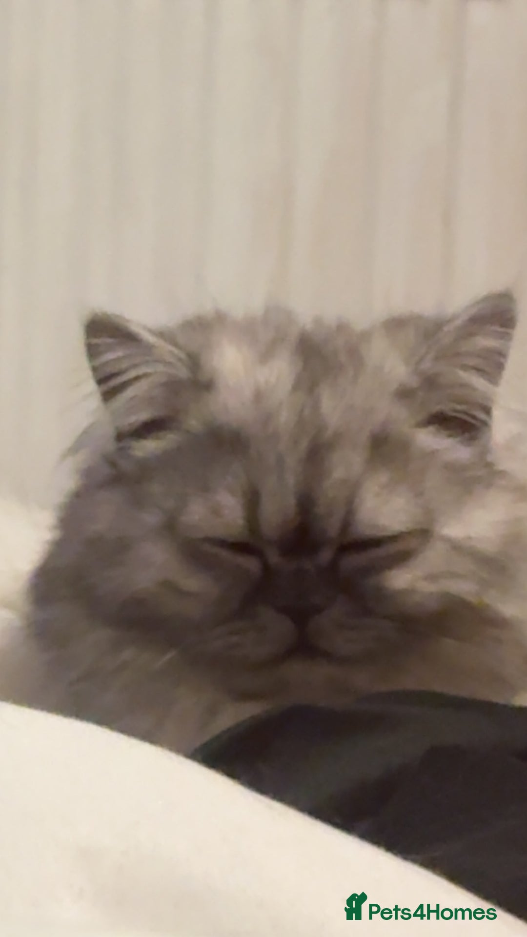 Persian cats for sale: chinchilla Persian male cat for sale - Image 4