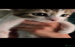 Mixed Breed cats for sale: Kittens ready now  - Image 14
