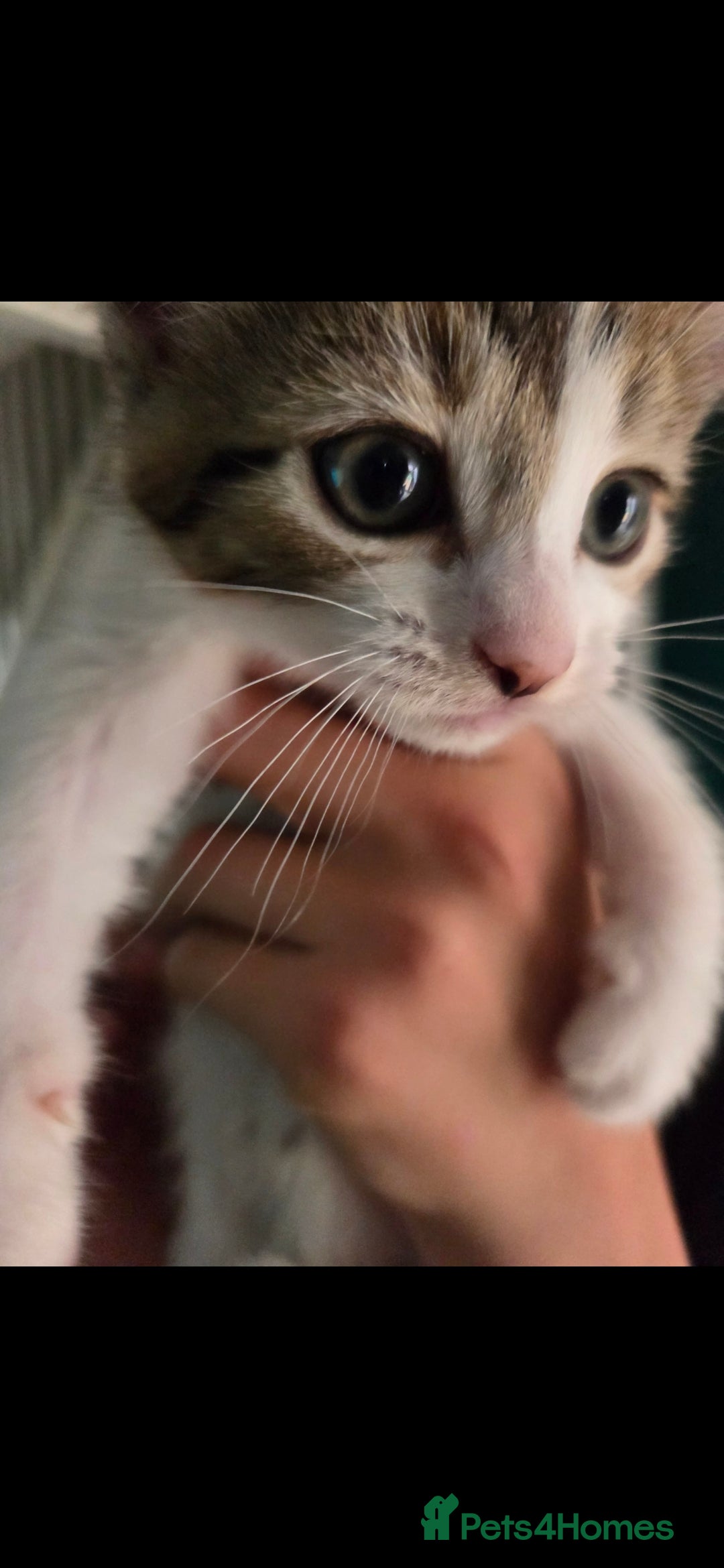 Mixed Breed cats for sale: Kittens ready now  - Image 14