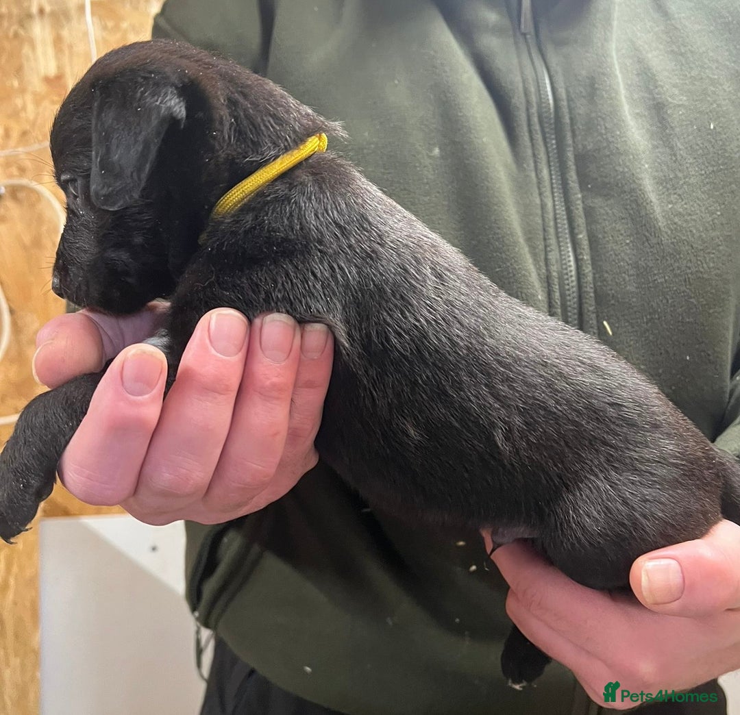 Mixed Breed dogs for sale: F1 Beddy whippets  - Advert 27