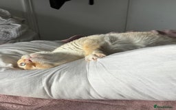 Siamese cats for sale: Ariel - Rescue Siamese - Image 9