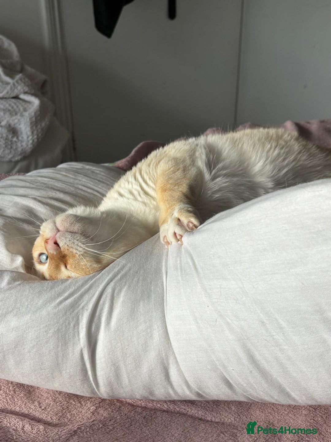 Siamese cats for sale: Ariel - Rescue Siamese - Image 9