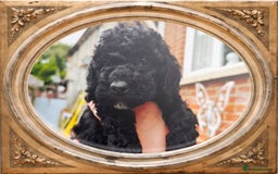 Cockapoo dogs for sale: SMALL COCKAPOO BABYS - Image 3