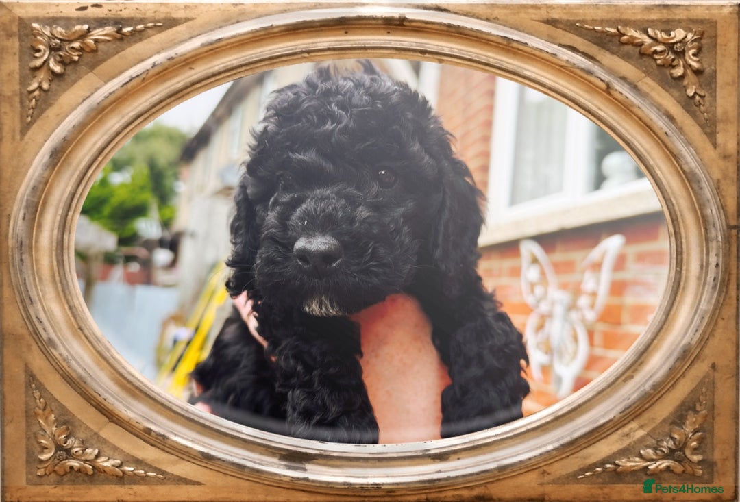 Cockapoo dogs for sale: SMALL COCKAPOO BABYS - Image 3