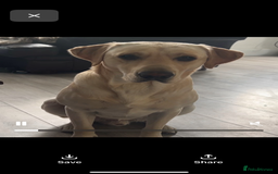 Mixed Breed dogs for sale: Bullador - Image 3