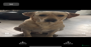 Mixed Breed dogs - Advert 2