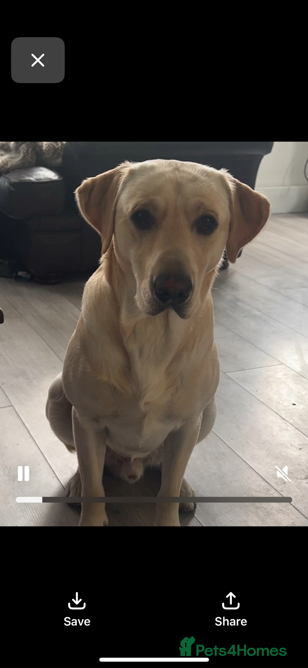 Mixed Breed dogs for sale: Bullador - Image 3