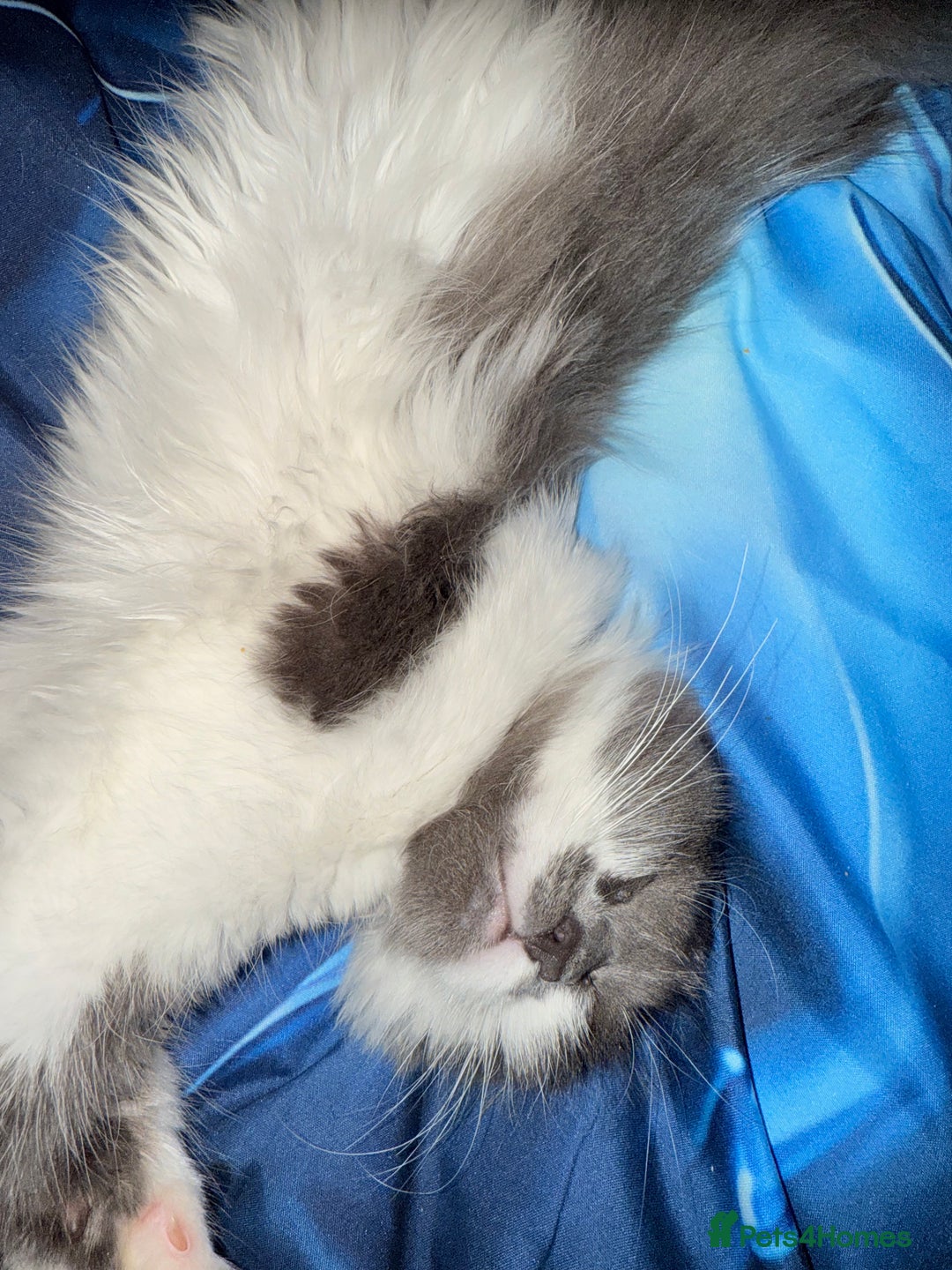 Ragdoll cats for sale: Beautiful Ragdoll girl  - Image 5