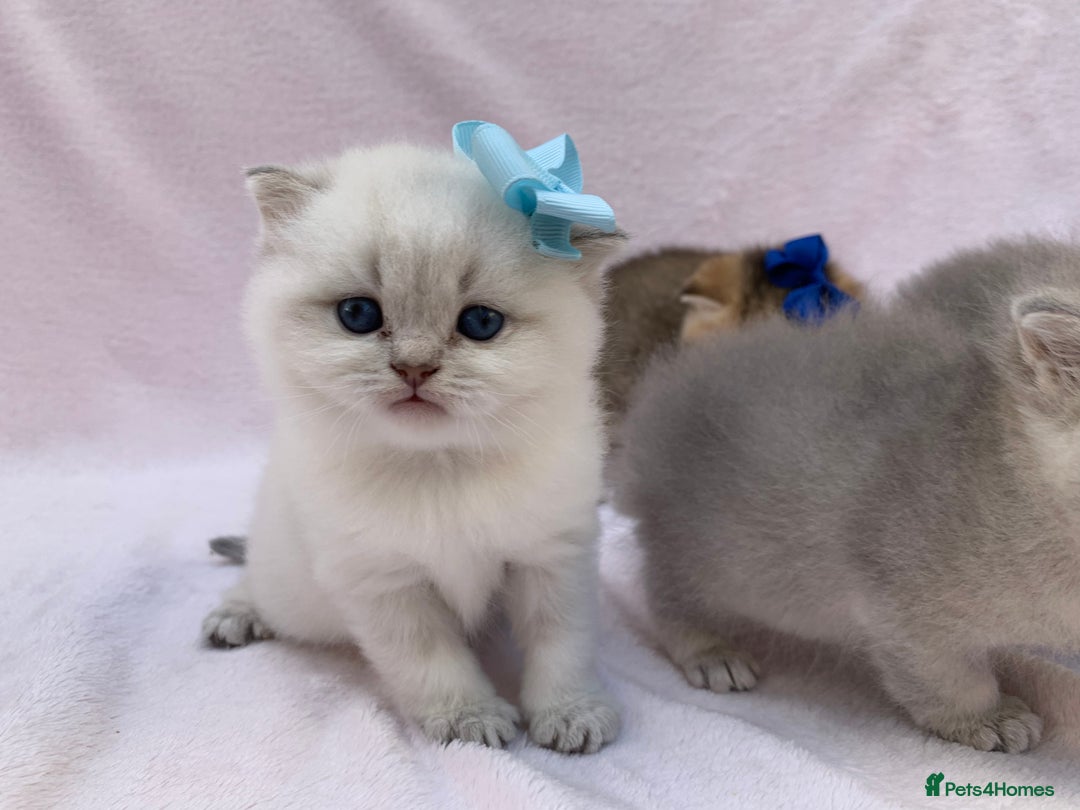 British Shorthair cats for sale: 🤍 Pedigree GCCF blue golden British shorthair  - Advert 9
