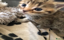Bengal cats for sale: Kittens for sale  in Maesteg - Image 8