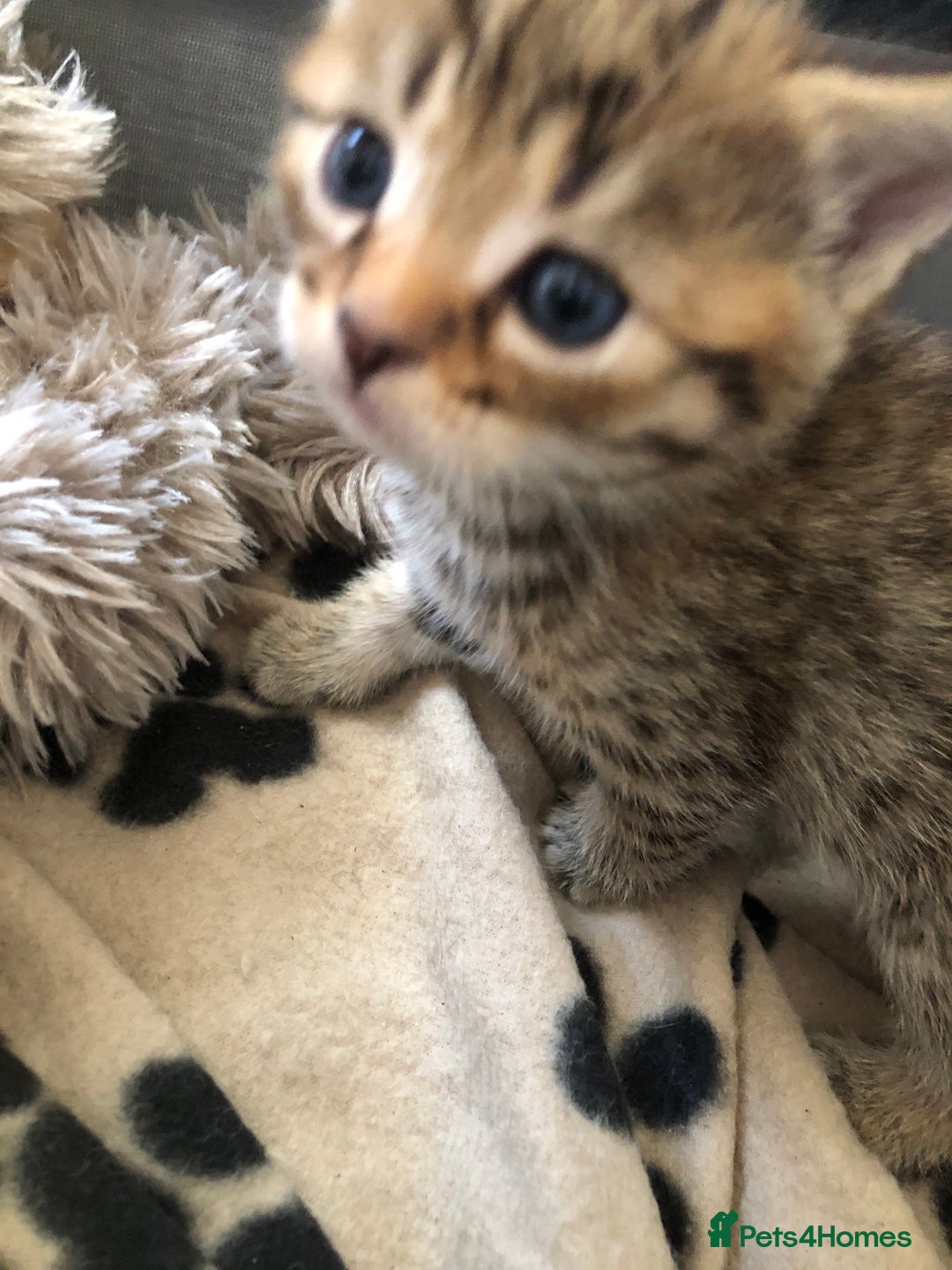 Bengal cats for sale: Kittens for sale  in Maesteg - Image 8