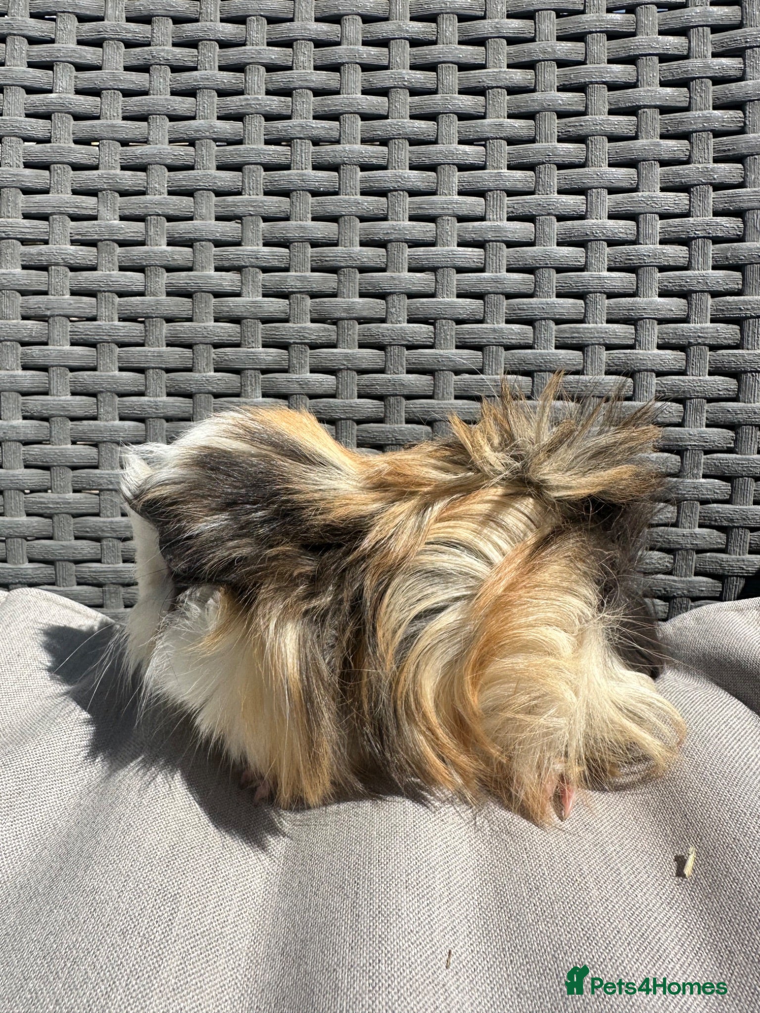 Guinea Pig rodents Very handsome baby long haired guinea pigs. - Advert 2