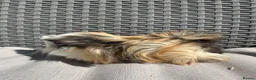 Guinea Pig rodents for sale: Very handsome baby long haired guinea pigs. - Advert 19