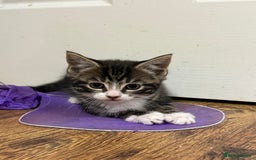 Mixed Breed cats for sale: 4 tabby kittens  - Image 6