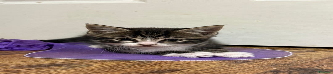 Mixed Breed Kitten 1