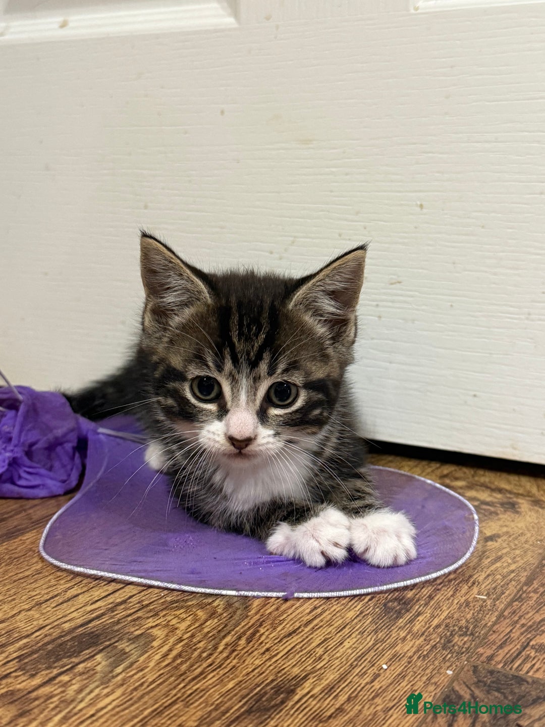 Mixed Breed cats for sale: 4 tabby kittens  - Image 6