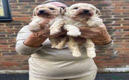 Toy Poodle dogs for sale: Toy Poodle Pups with Lovely Temperaments - Image 9
