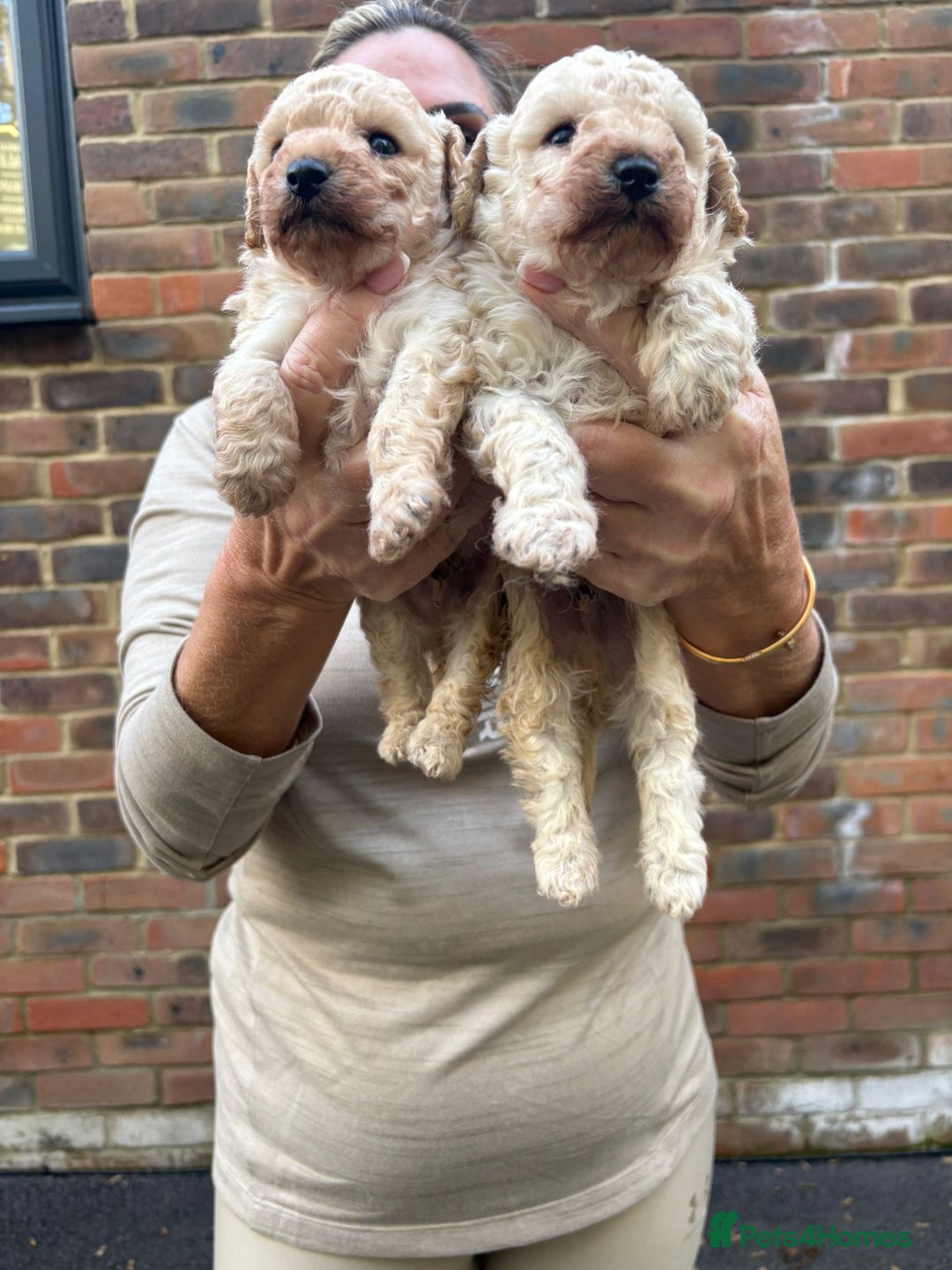 Toy Poodle dogs for sale: Toy Poodle Pups with Lovely Temperaments - Image 9