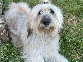 Mixed Breed dogs - Advert 34
