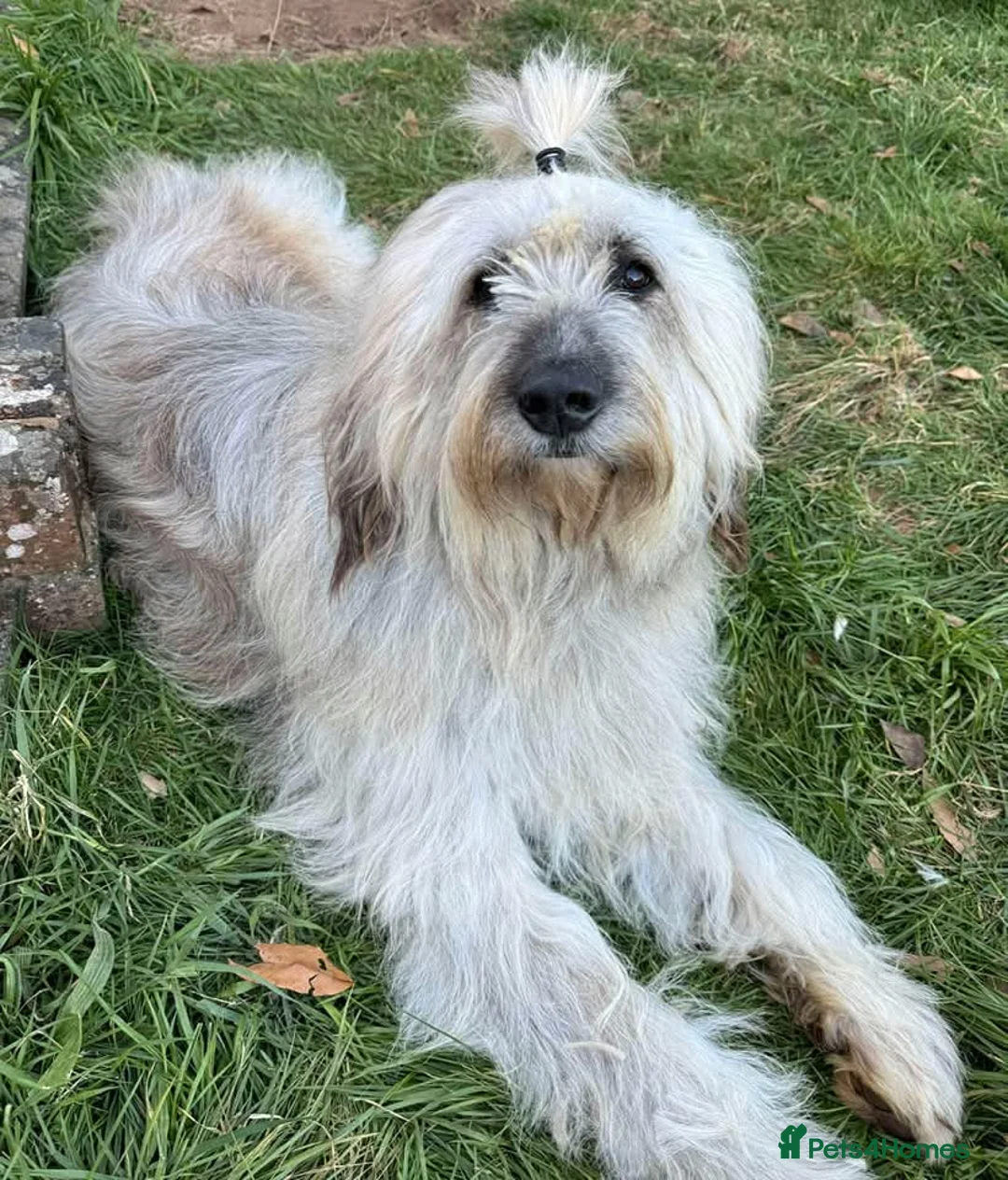 Mixed Breed dogs for adoption: 💚 Oscar - our bear boy💚 - Advert 2