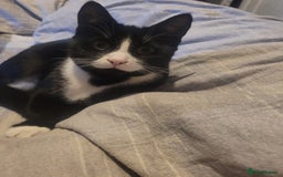 British Longhair cats for sale: 6 month old female  - Image 2