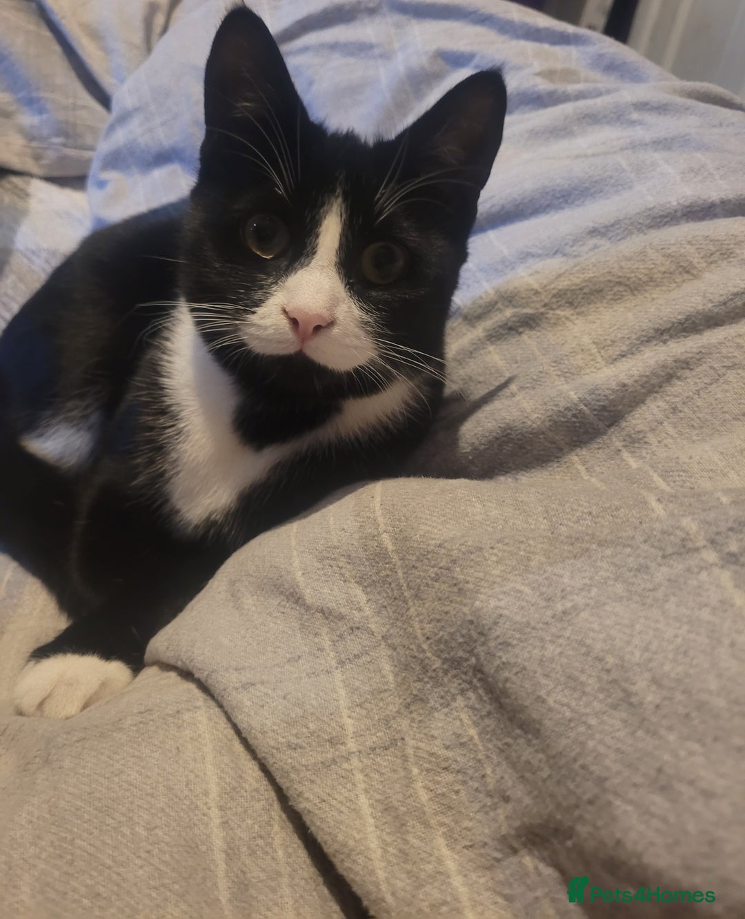 British Longhair cats for sale: 6 month old female  - Image 2