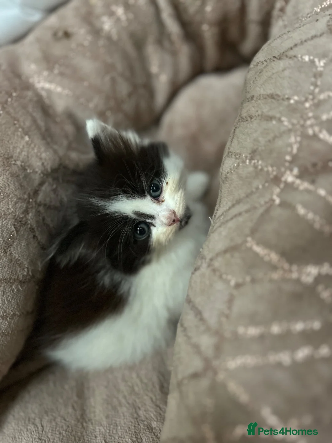 Mixed Breed cats for sale: Loving Homes Wanted 🐾 - Advert 23