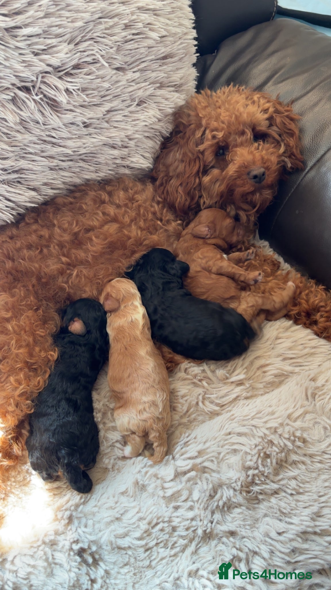 Cavapoo dogs Cavapoo Puppies  - Advert 13