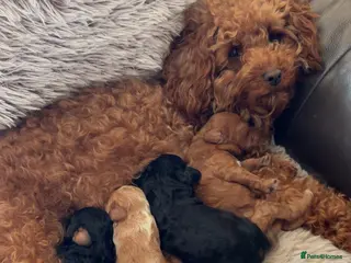 Cavapoo dogs Cavapoo Puppies - Advert 13