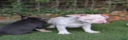 French Bulldog dogs for sale: ​🐾 Exceptional 12-Week-Old French Bulldog Boys!🐾 - Advert 5