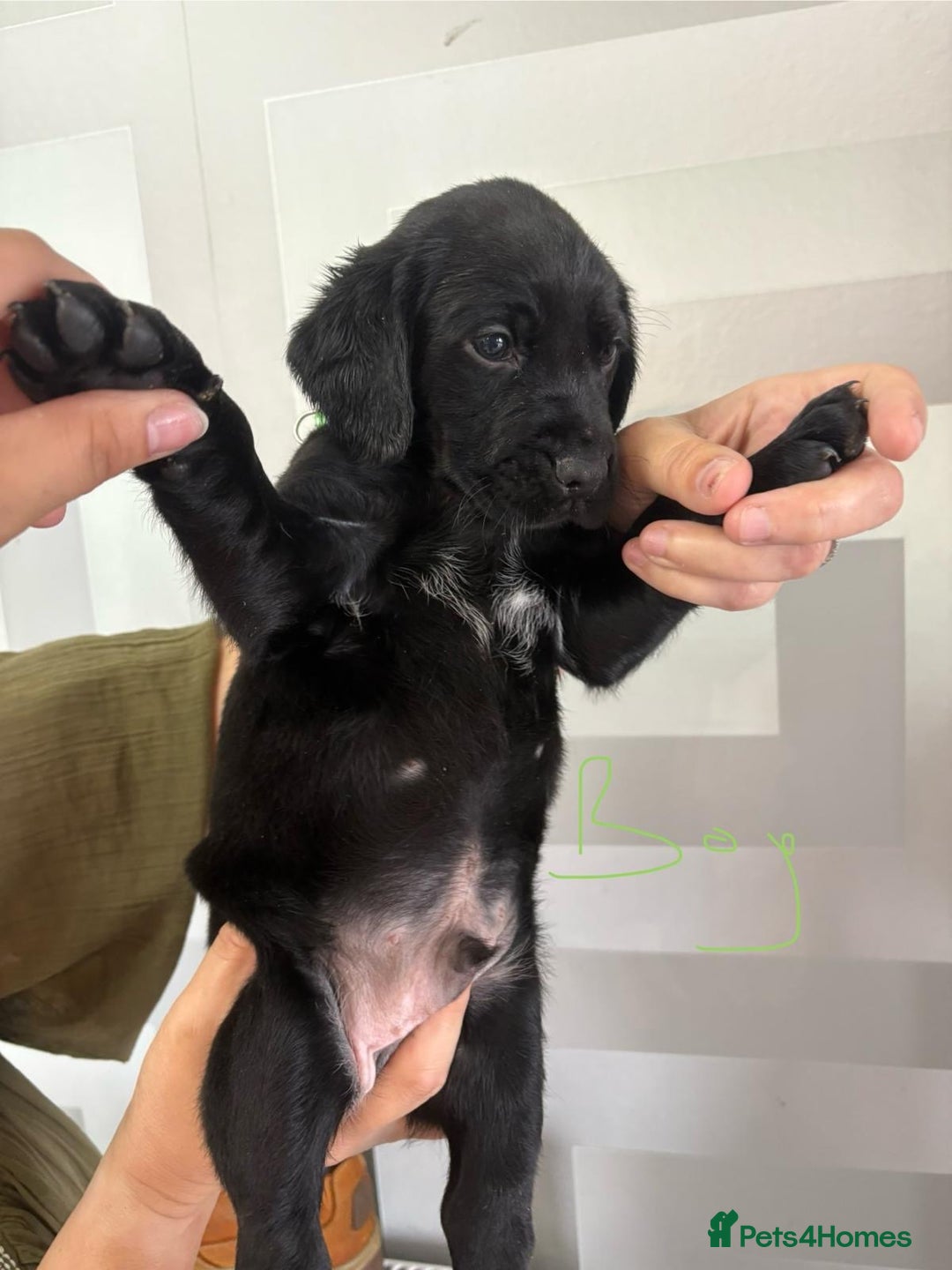 Cockerdor dogs for sale: Cockador puppies  - Image 4