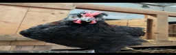 Chickens poultry for sale: Brahma Chickens for sale  - Advert 3