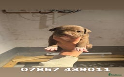 Staffordshire Bull Terrier dogs for sale: Staffordshire bull terrier pups - Image 18