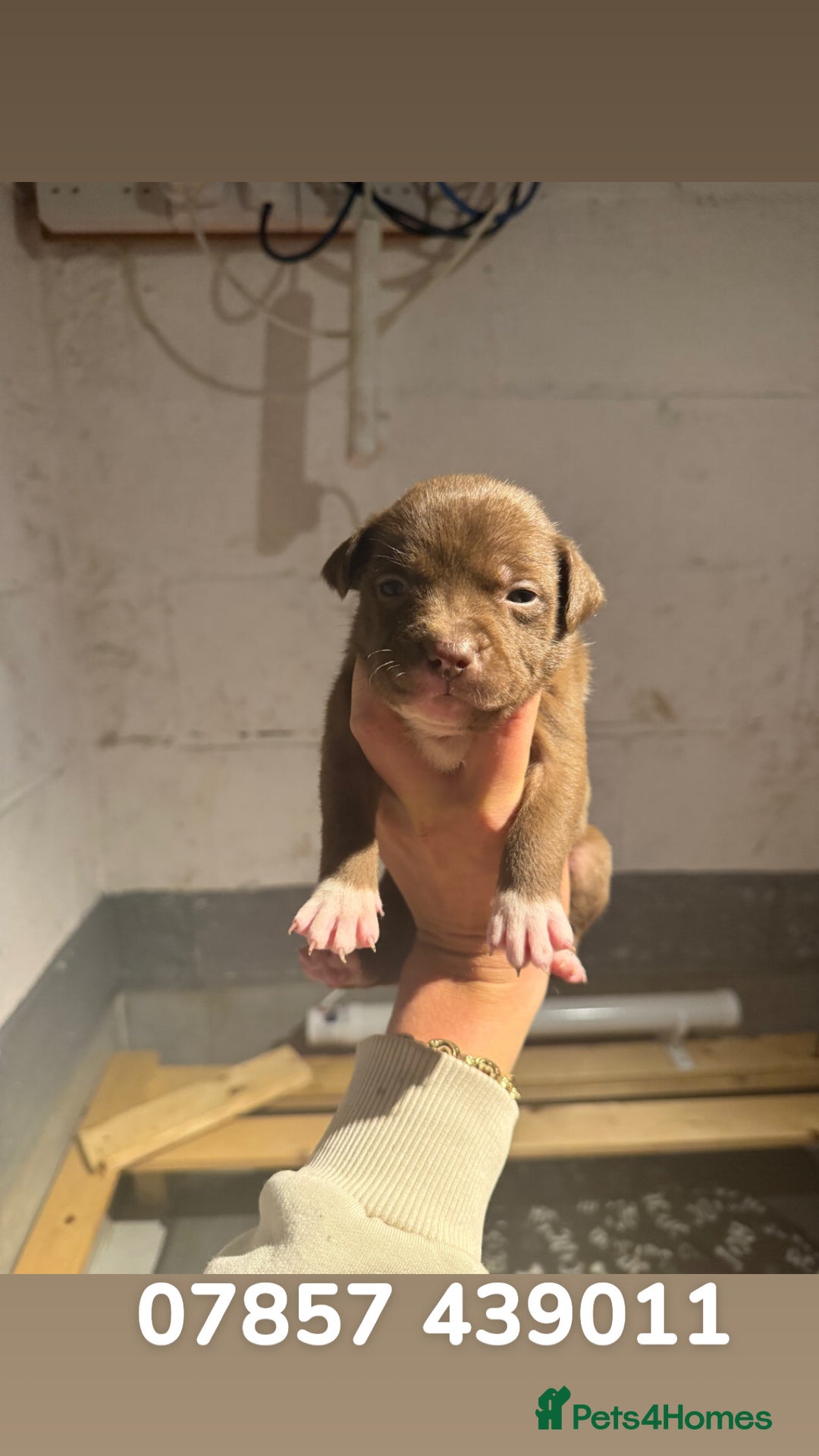 Staffordshire Bull Terrier dogs for sale: Staffordshire bull terrier pups - Image 18