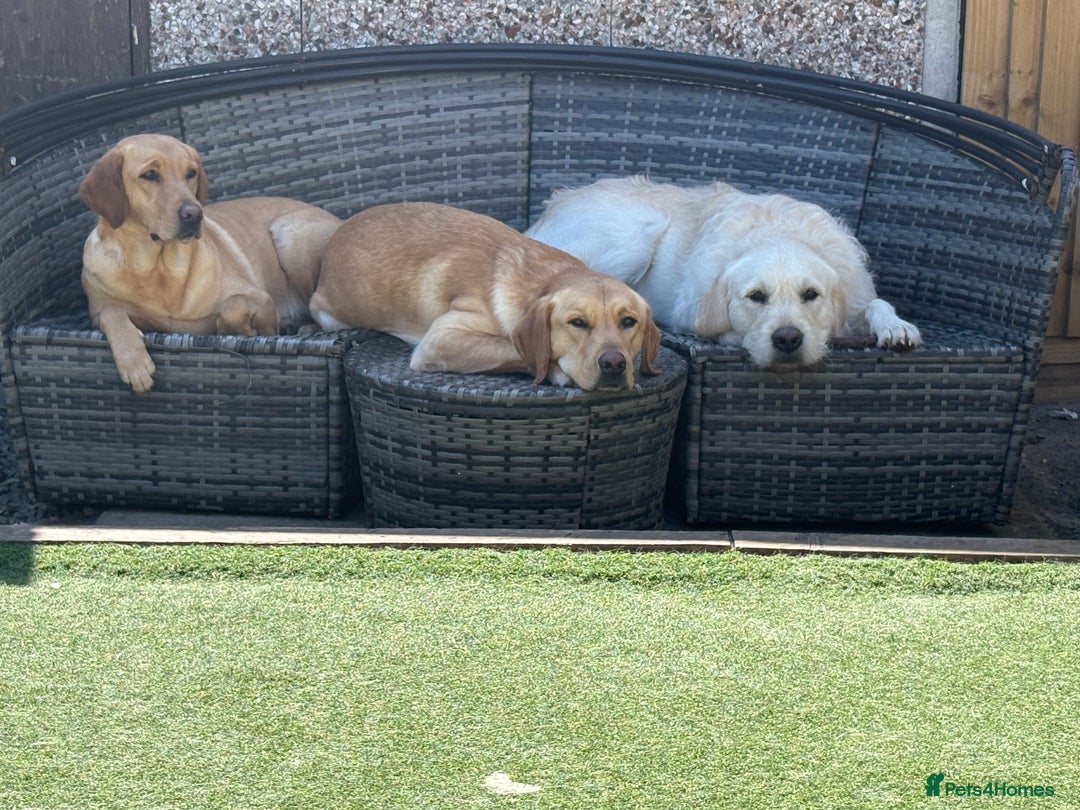 Goldador dogs for sale: Goldador Mix Puppies for sale - Advert 10