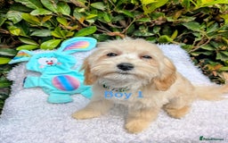 Maltipoo dogs for sale: Stunning multipoos in Ilford - Image 4