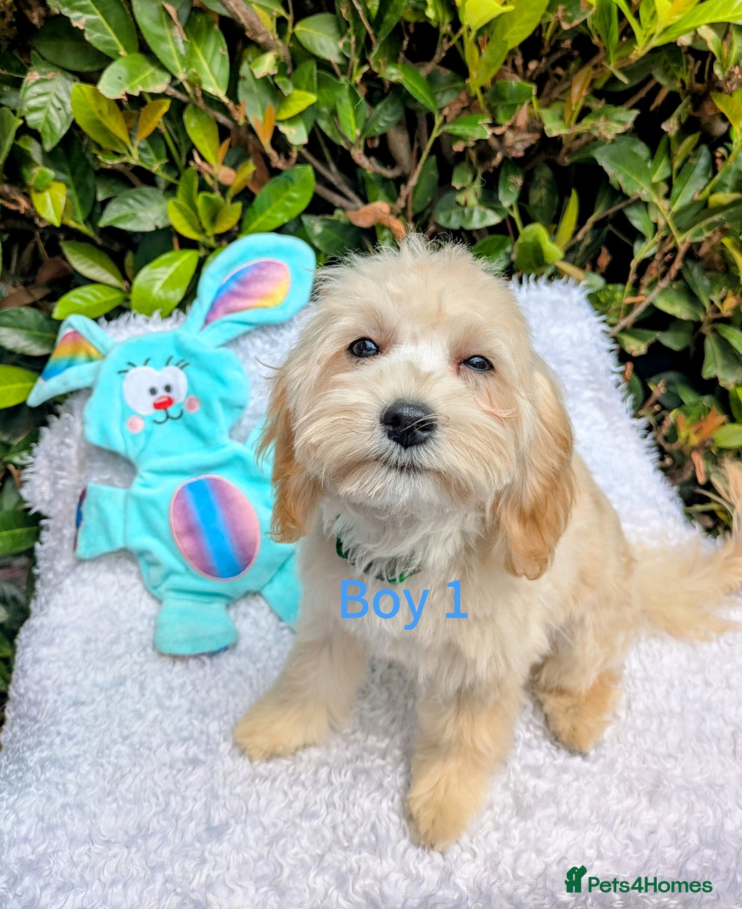 Maltipoo dogs for sale: Stunning multipoos in Ilford - Image 4