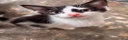 Domestic Shorthair cats for sale: 4 Kittens looking for their forever home - Advert 4