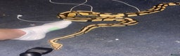 Python Snake reptiles for sale: Ball python & full set up - Advert 2