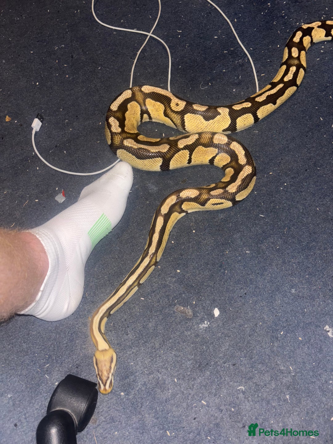 Python Snake reptiles for sale: Ball python & full set up - Advert 2