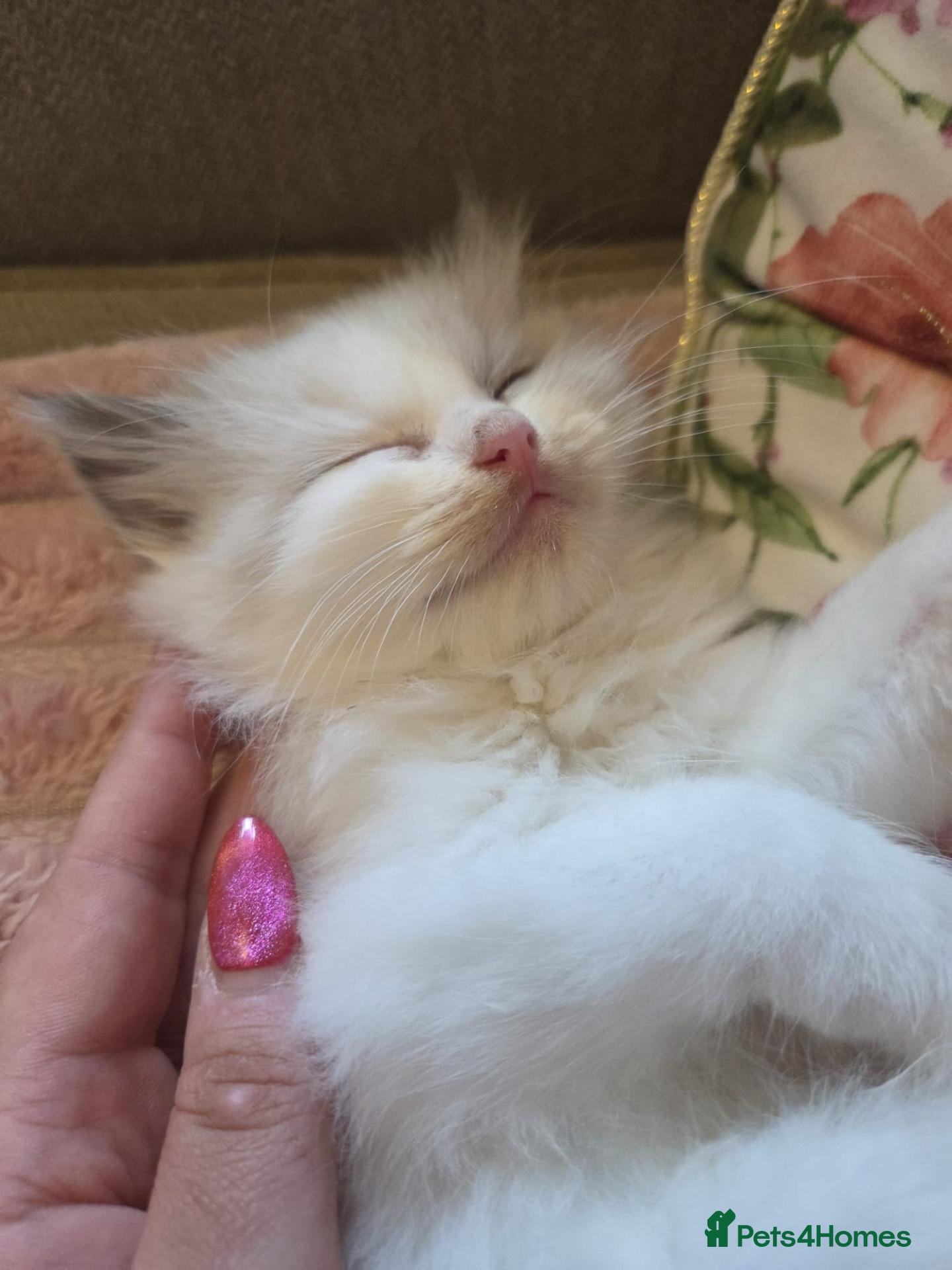 Ragdoll cats for sale: Ragdoll kittens purebred  - Advert 1