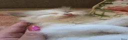 Ragdoll cats for sale: Ragdoll kittens purebred  - Advert 5
