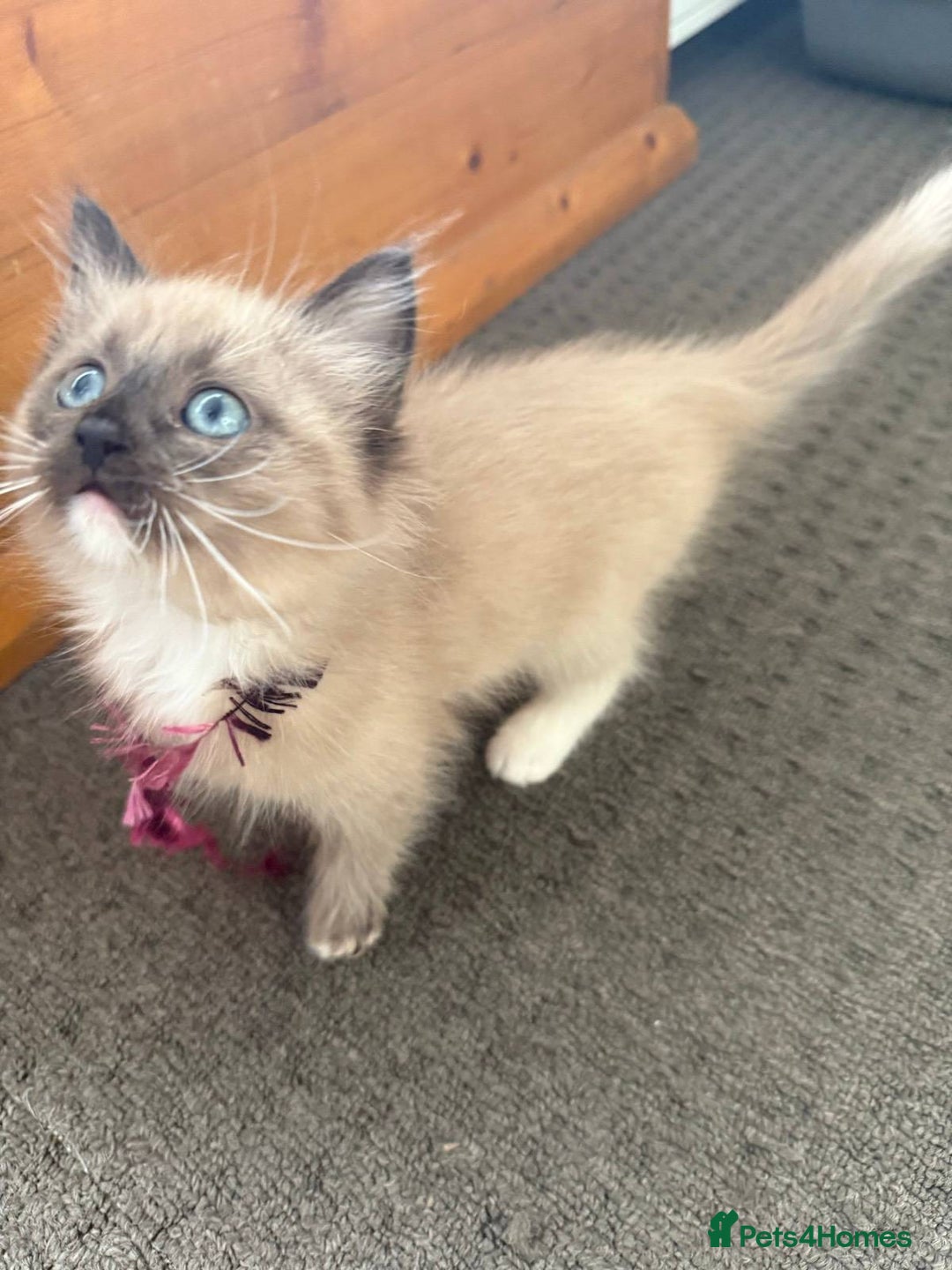 Ragdoll cats for sale: Ragdoll kittens cats - Image 8