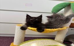Maine Coon cats for sale: ✨7 Pure Bred Maine Coon Kittens✨ - Image 18