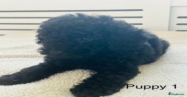 Toy Poodle dogs - Advert 15